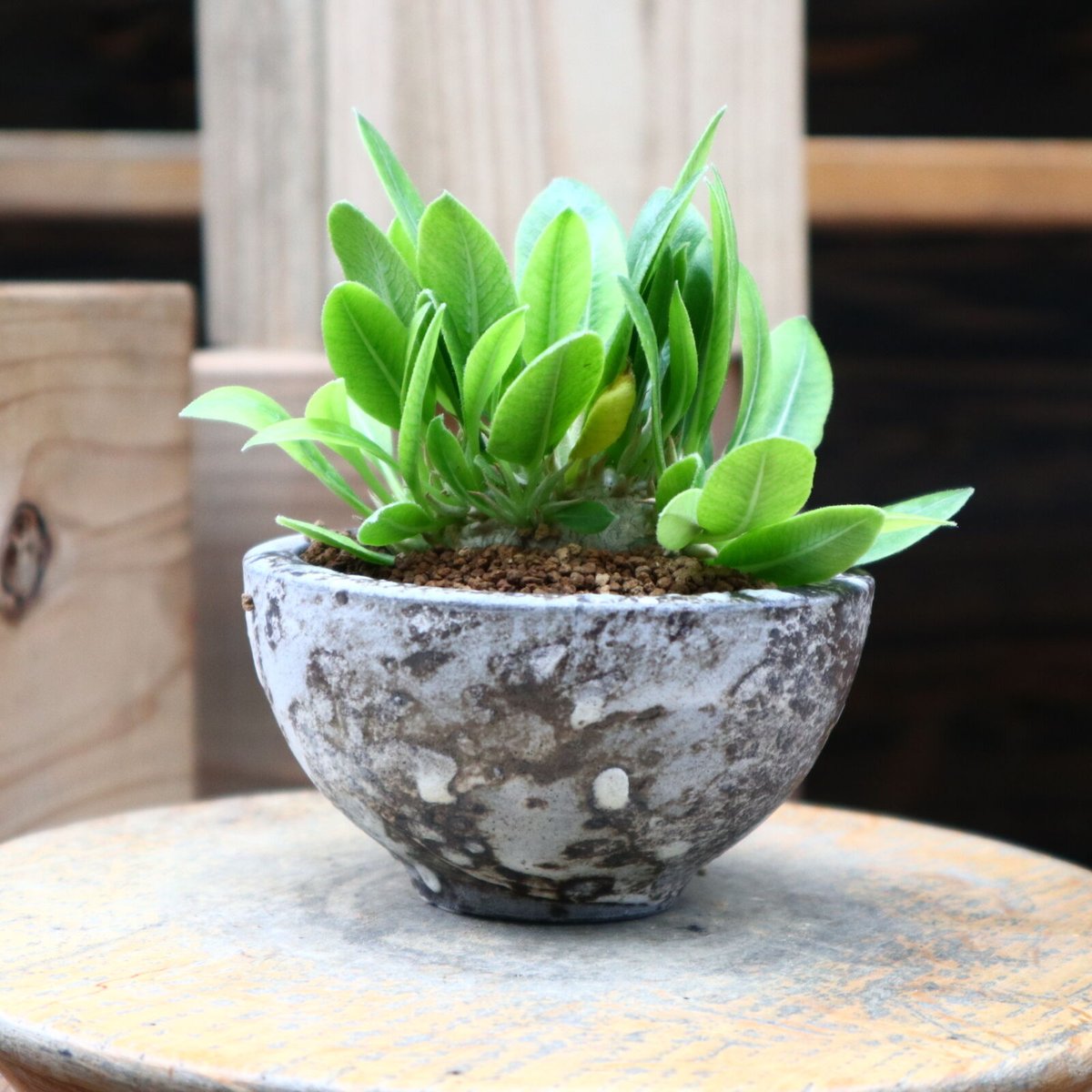 【実生15年／開花株】 パキポディウム・ブレビカウレ 大株・陶器鉢付き パキポディウム ブレビカウレ 恵比寿笑い(実生)／Pachypodium brevicle