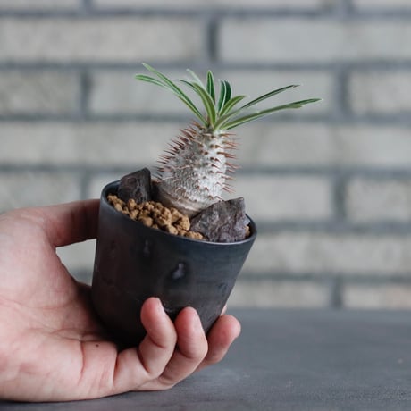 Pachypodium gracilius × Kazuhiro Arima / humanity pot (2.5号)  no.817-51