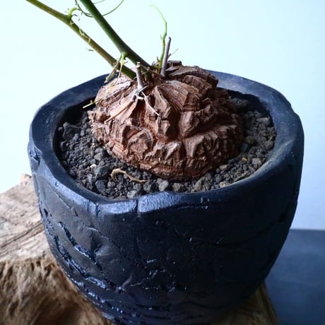 ディオスコレア   亀甲竜    Dioscorea elephantipe  No.014