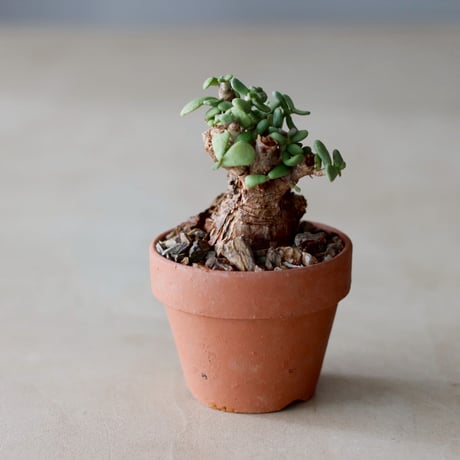 Ceraria pygmaea × YAMABACHI (3号)   no.104/40
