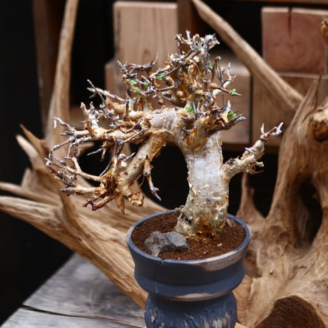 コミフォラ   ストックシアナ / Commiphora stocksiana / 発根済み　  no.30520