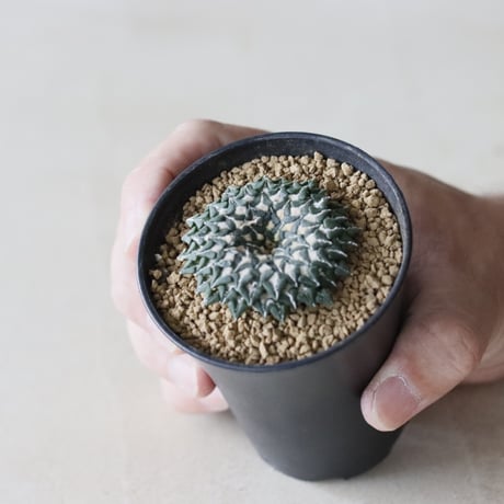 Ariocarpus kotschoubeyanus / 姫牡丹 (2.5号鉢)  no.913/44