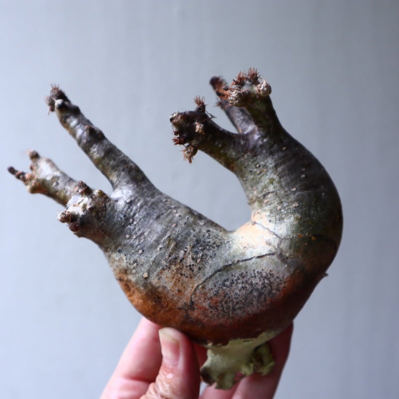 パキポディウム グラキリス 2頭 Pachypodium rosulatum var. gra