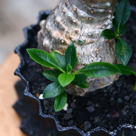 パキポディウム ウィンゾリー／Pachypodium baronii var. windsorii       no.91905