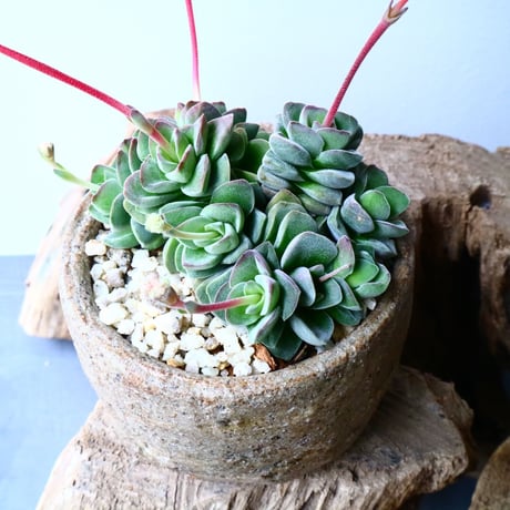 クラッスラ   コラリータ   Crassula Coralita   No.054