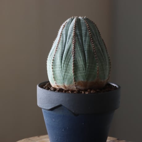 Euphorbia obesa × YAMABACHI var. Atsushi Funakushi  no.905-25