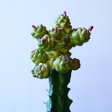 モナデニウム  リチエイ 斑入り  接木　Monadenium ritchiei    no.110821