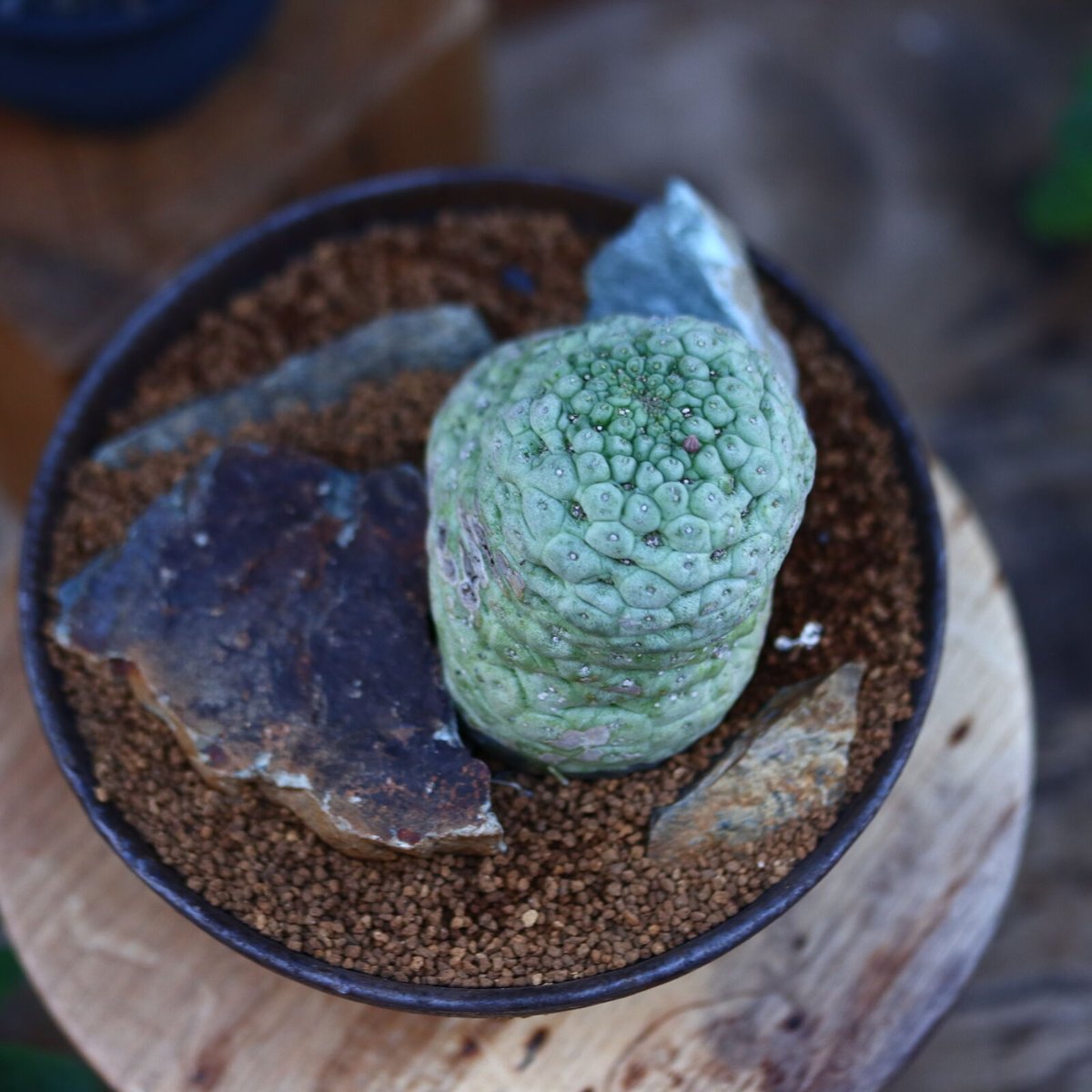 ラリレアキア カクティフォルメ 仏頭玉／Larryleachia cactiformis n