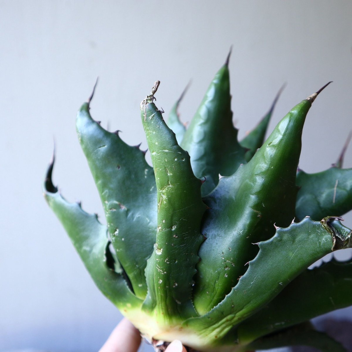 アガベ モンタナ Agave montana no.111027 | 芽の巣山