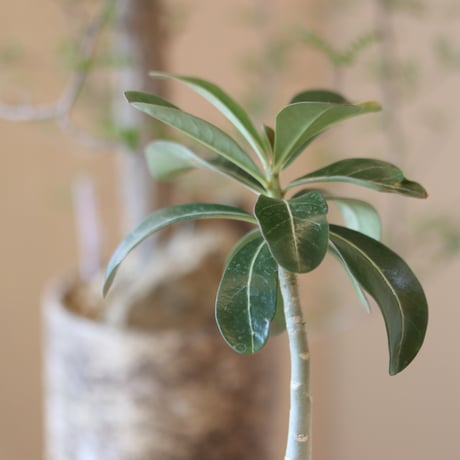 Adenium socotranum × 陶器鉢   no.82508