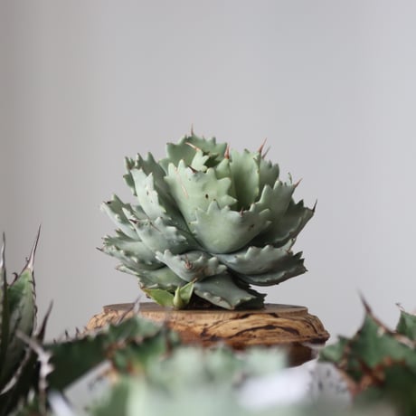 Agave Isthmensis / Style of Chika　no.42185