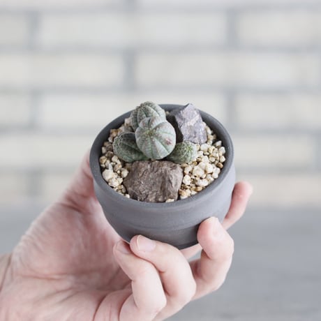 Euphorbia obesa  × takero pot (2.5号)  no.621/65