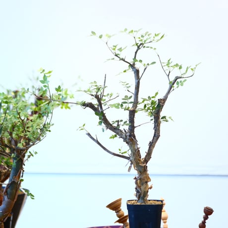 ブルセラ ファガロイデス / Bursera fagaroides   no.62515