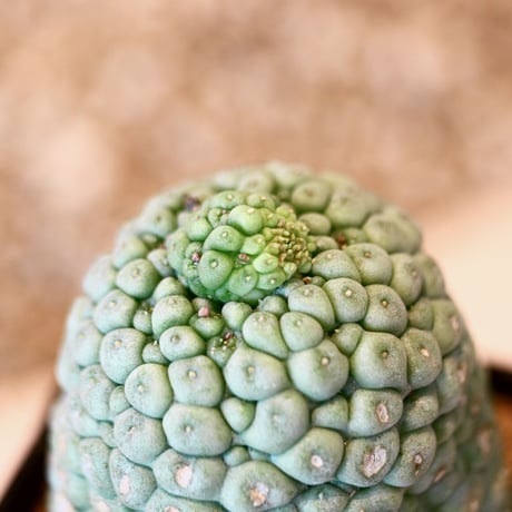 ラリレアキア カクティフォルメ  仏頭玉 / Larryleachia cactiformis　no.41607