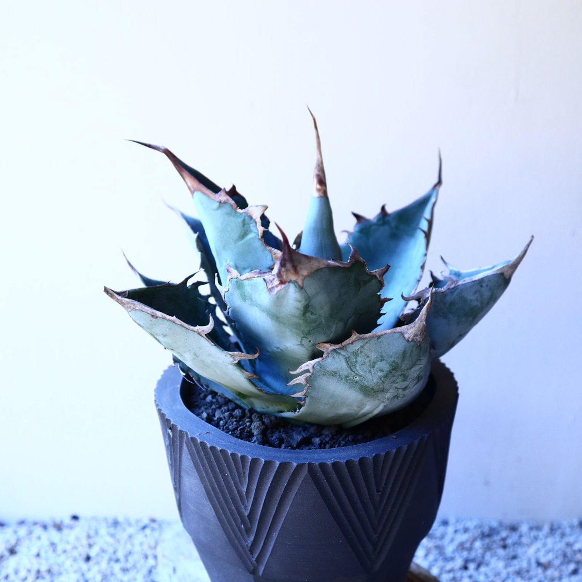 アガベ ホワイトアイスブルー Agave titanota white ice アガベ ホワイトアイスブルー Agave titanota white ice
