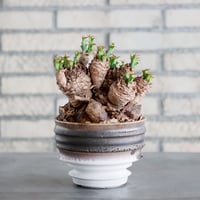 たけろうポット/ チギリ / シロサビ / S fit=scale-down,w=1200