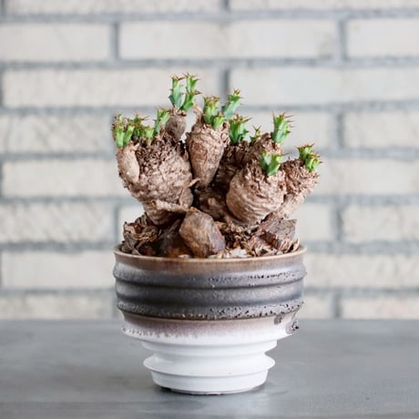 クラビゲラ | STORES