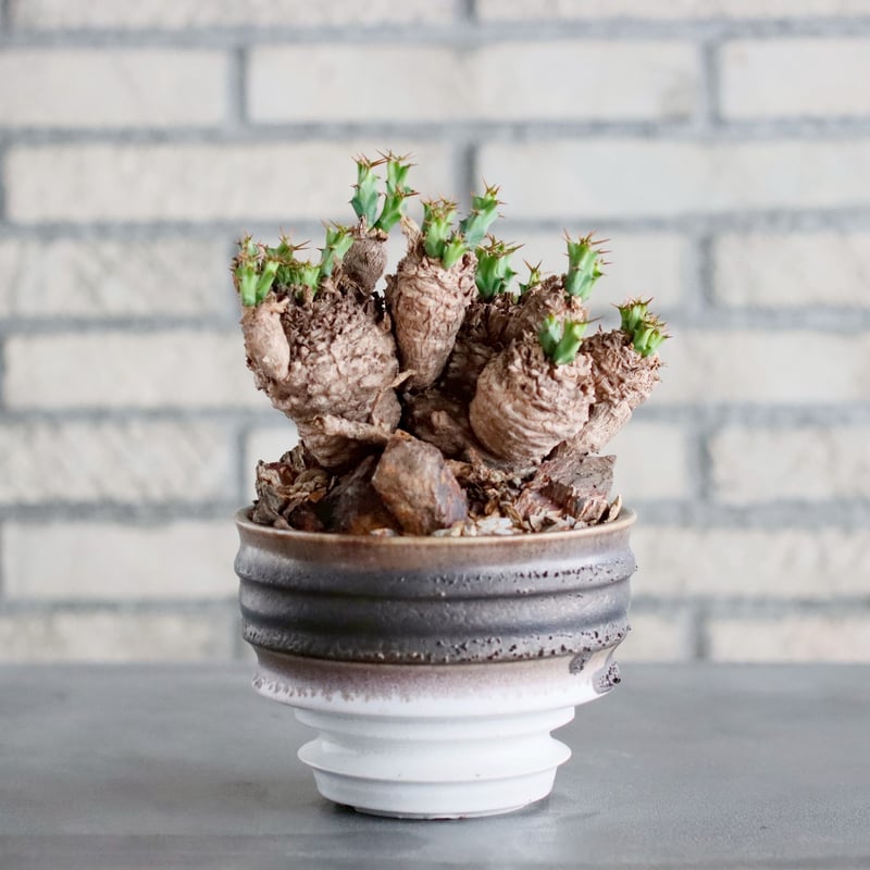 Euphorbia clavigera × 山山 特別共作鉢 (5号) no.1019/6