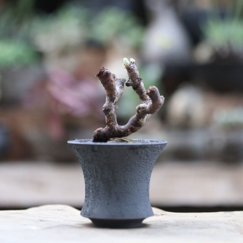 ペラルゴニウム ミラビレ / Pelargonium mirabile（鉢ごと） ペラルゴニム ミラビレ／Pelargonium mirabile no.103030 | 芽の巣山