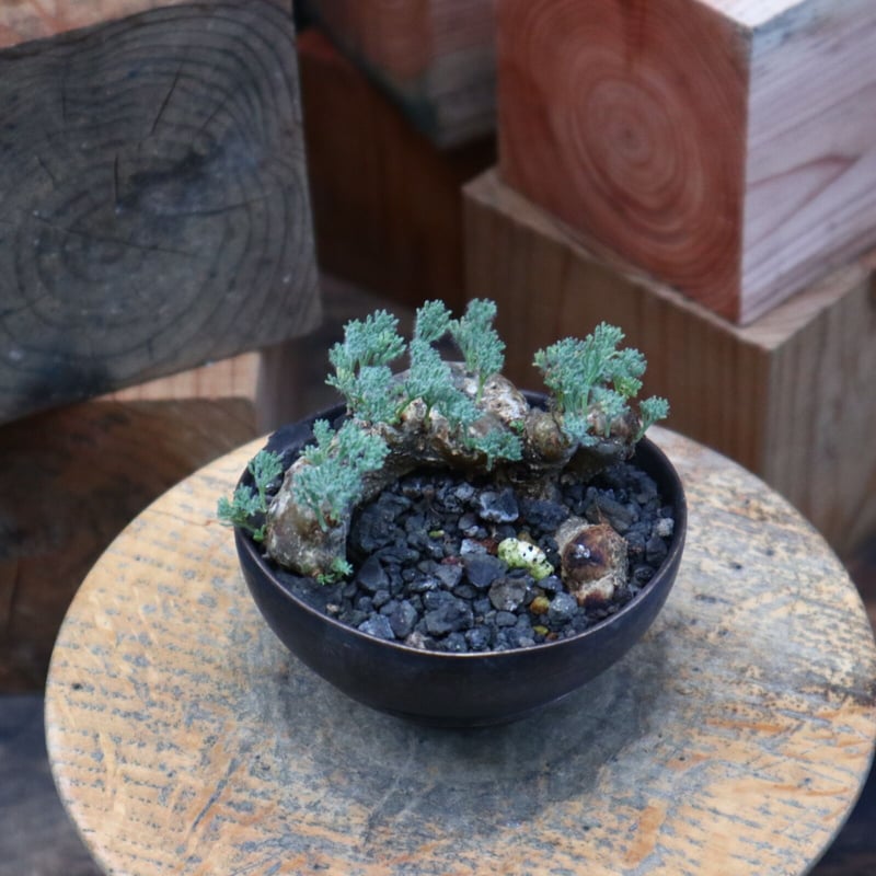 サルコカウロン ムルチフィズム／Sarcocaulon multifidum no.82 