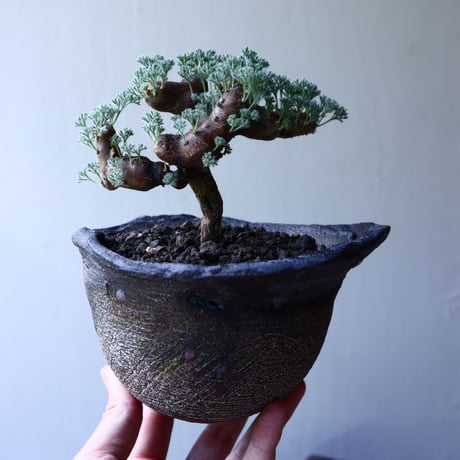 サルコカウロン  ムルチフィズム  Sarcocaulon multifidum   no.61606