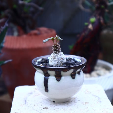 ドルステニア フォエチダ    Dorstenia foetida     no.42520