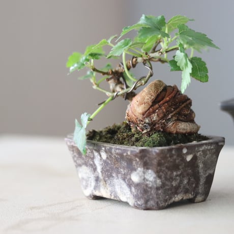 クワ / YOSHIZAWA3-SHOHINBONSAI   no.1013/24