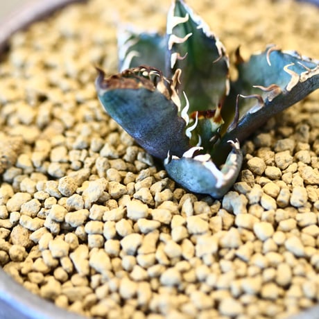 Agave titanota redcat weezle. × YAMABACHI ver. takero pot    no.123158