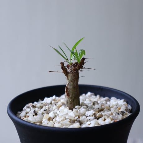 フォークイエリア   プルプシー    Fouquieria purpusii  no.92306