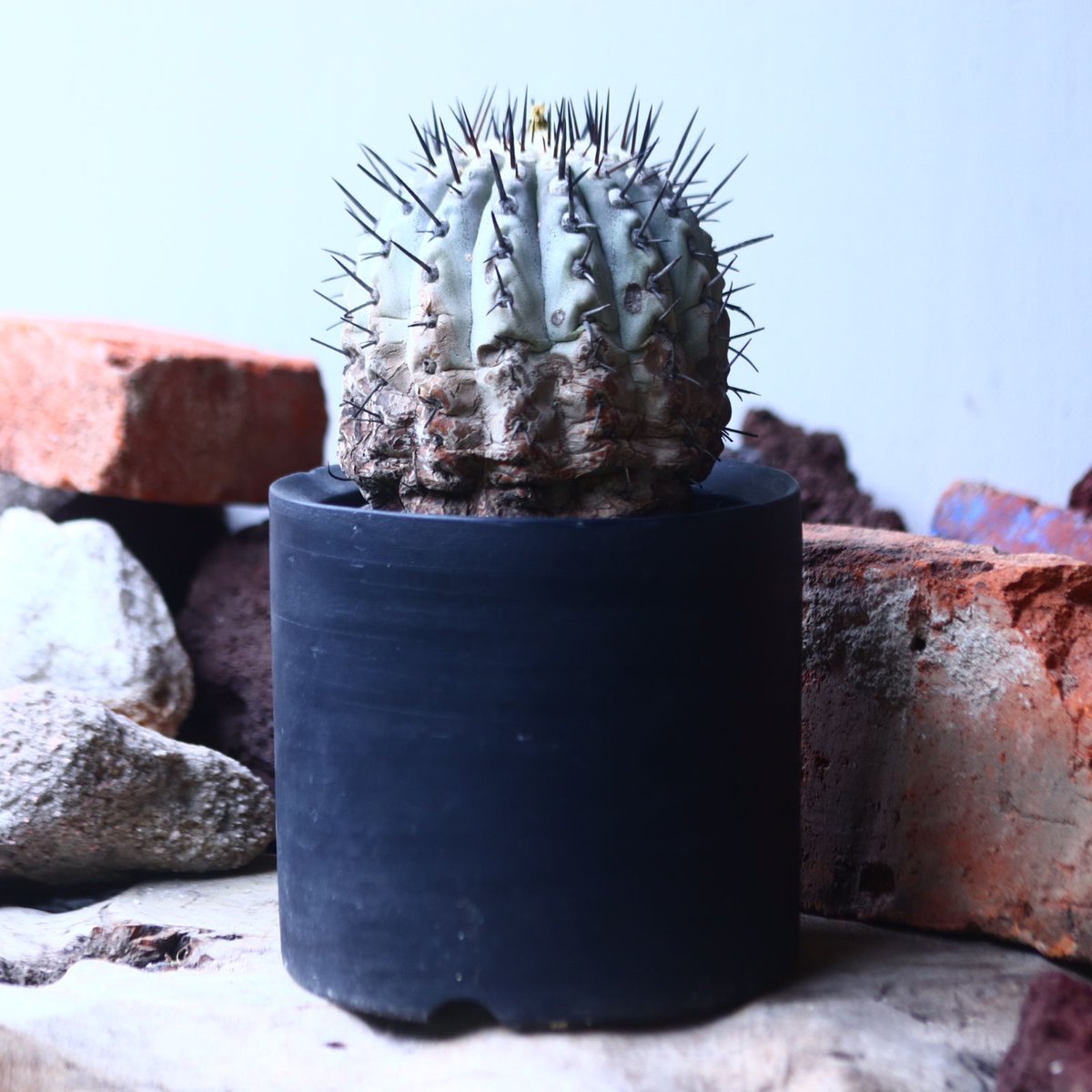 サボテン コピアポア 黒王丸×帝冠竜 (シネレア×カルデラナ) SRL鉢ごと配送 コピアポア 黒王丸 / 伝市鉢(SRL Mサイズ) サボテン コピアポア 黒王丸