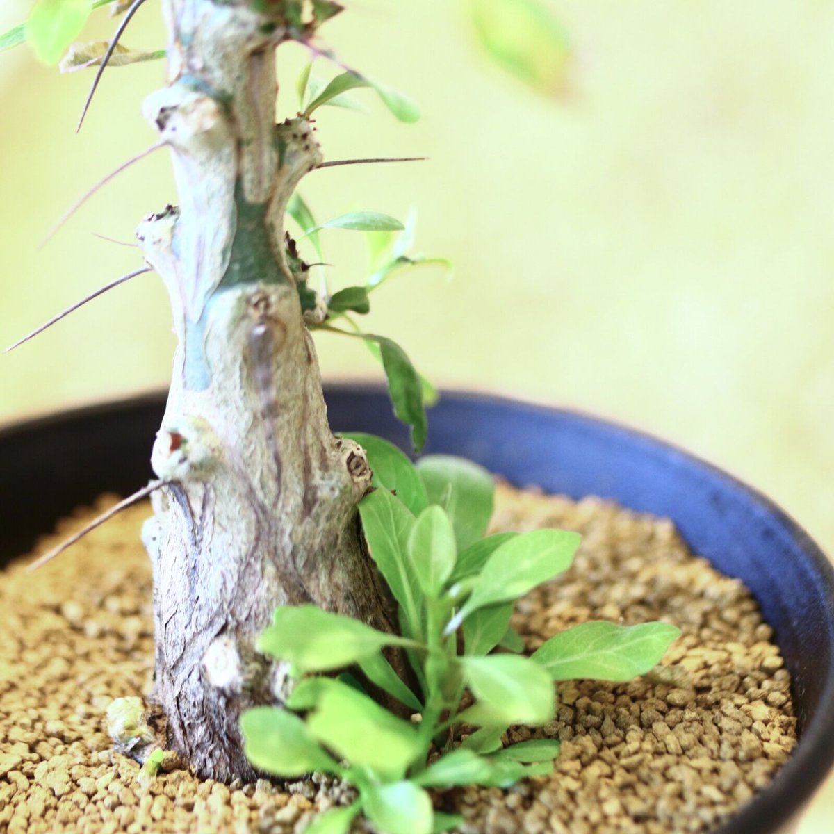 フォークイエリア ファシクラータ / Fouquieria fasciculata no.4