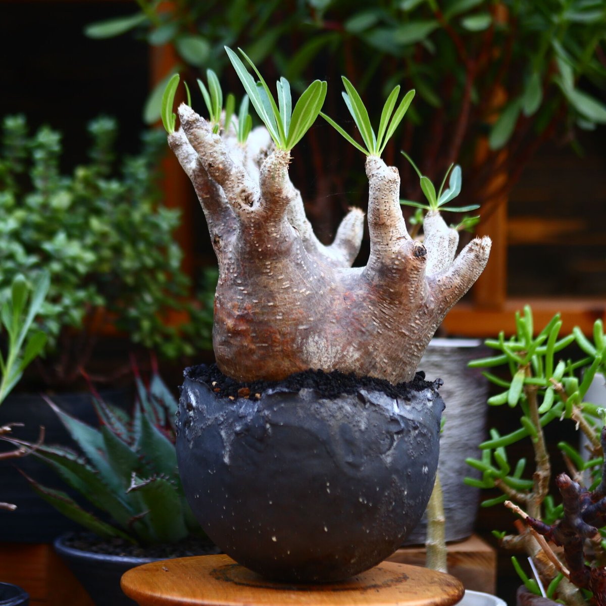パキポディウム イノピナツム/Pachypodium Inopinatum no.912 パキポディウム イノピナツム/Pachypodium Inopinatum no.912