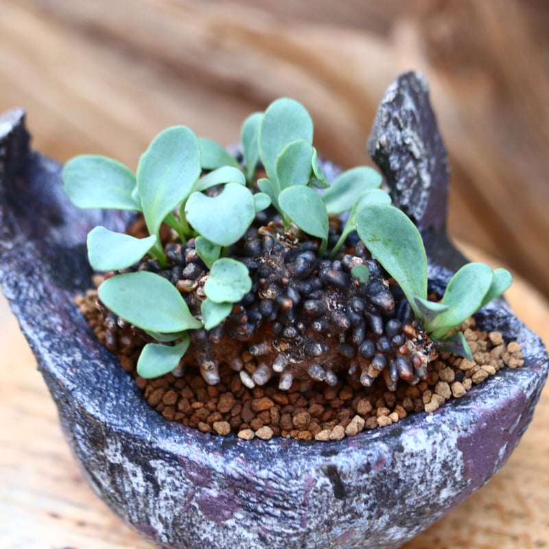 オトンナ アルミアナ / Othonna armiana / 発根済み no.2262