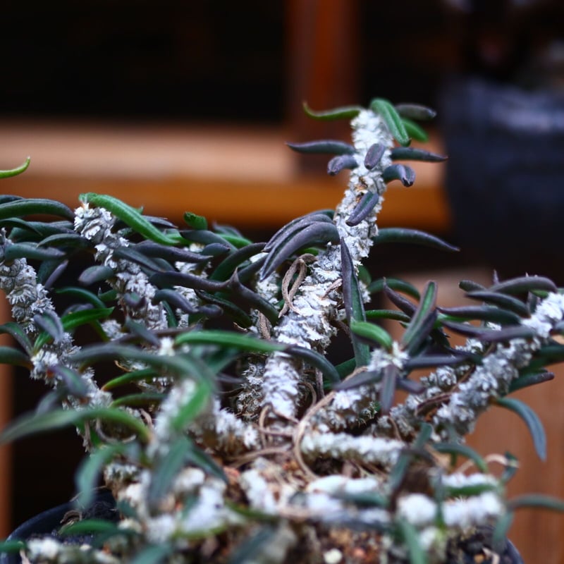ユーフォルビア キリンドフォリア/Euphorbia cylindrifolia no.4 ユーフォルビア キリンドフォリア/Euphorbia cylindrifolia no.4