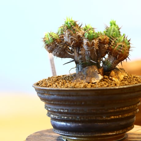 たけろうポット × Euphorbia ferox   no.40708