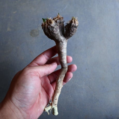 ユーフォルビア   ギラウミニアナ  Euphorbia guillauminiana  no.110303