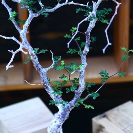 コミフォラ モンストローサ／Commiphora monstrosa   no.100352
