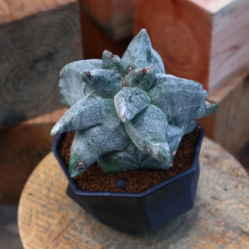 アストロフィツム 亀甲ランポー(宇宙人)台ツキ no.82146 | 芽の巣山 