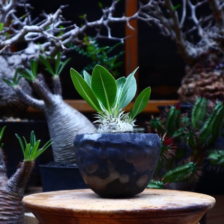 パキポディウム  エブレネウム  実生／Pachypodium eburneum      no.51643