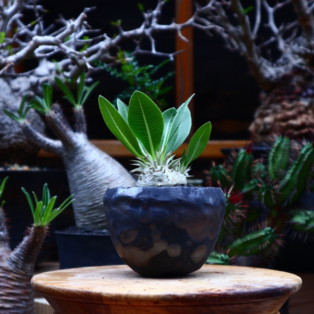 パキポディウム エブレネウム 実生／Pachypodium eburneum n