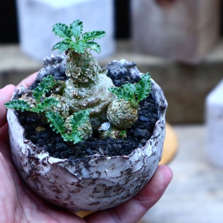 ドルステニア  ホルウッディ／Dorstenia horwoodii     no.72534