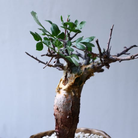 コミフォラ   ピンネイトリーブス  commiphora pinnate leaves no.71418