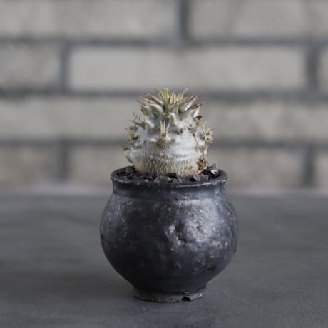 Pachypodium Densicaule /恵比寿大黒 × takero pot (2号)  no.706-17