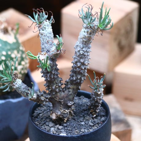 チレコドン  ワリチー   Tylecodon wallichii   no.102459