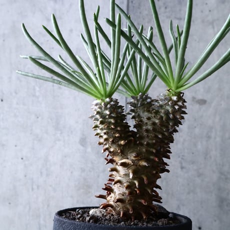 チレコドン   ワリチー     Tylecodon wallichii no.004