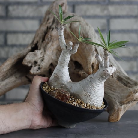 Pachypodium gracilius × takero pot (5号)  no.629-35
