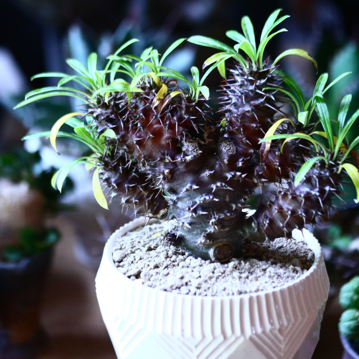 パキポディウム ラメリー 綴化 Pachypodium lamerei f. crist.