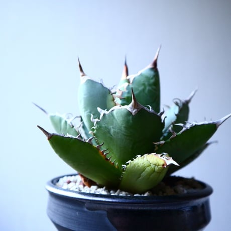 アガベ   チタノタ 　 Agave  titanota   no.121519