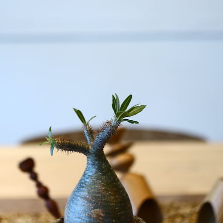 パキポディウム  グラキリス / Pachypodium  gracilius   no.50739