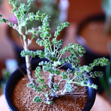 ペラルゴニム   アルテルナンス  Pelargonium alternans    no.111504④